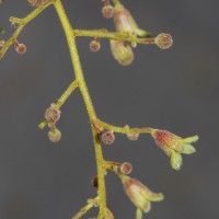 Sterculia urens Roxb.